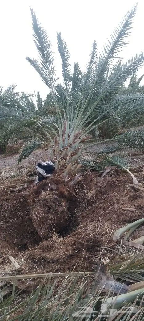 نخل بلدي مثحر متر ونص وفوق متوفر كميات 5