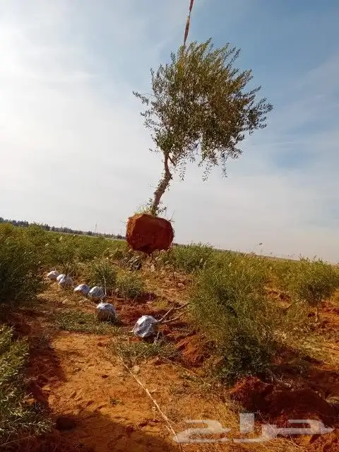 زراعه الحدائق 3