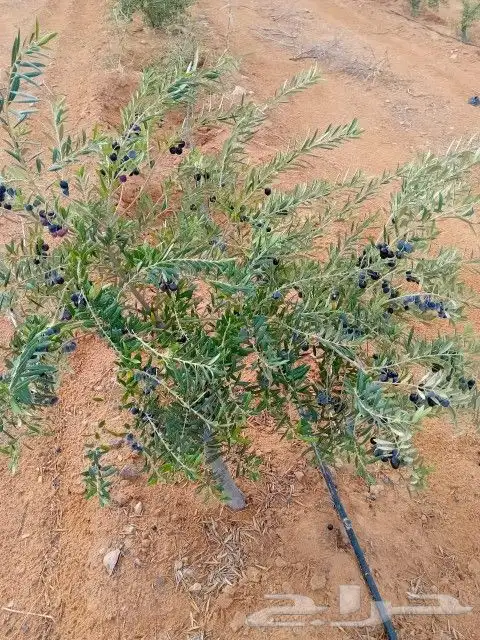 زراعه الحدائق 4