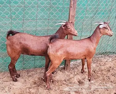 جفار محايلية توم تم البيع 3