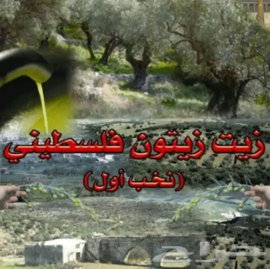 زيت زيتون فلسطيني بكر جديد بأعلى درجات الجودة 4