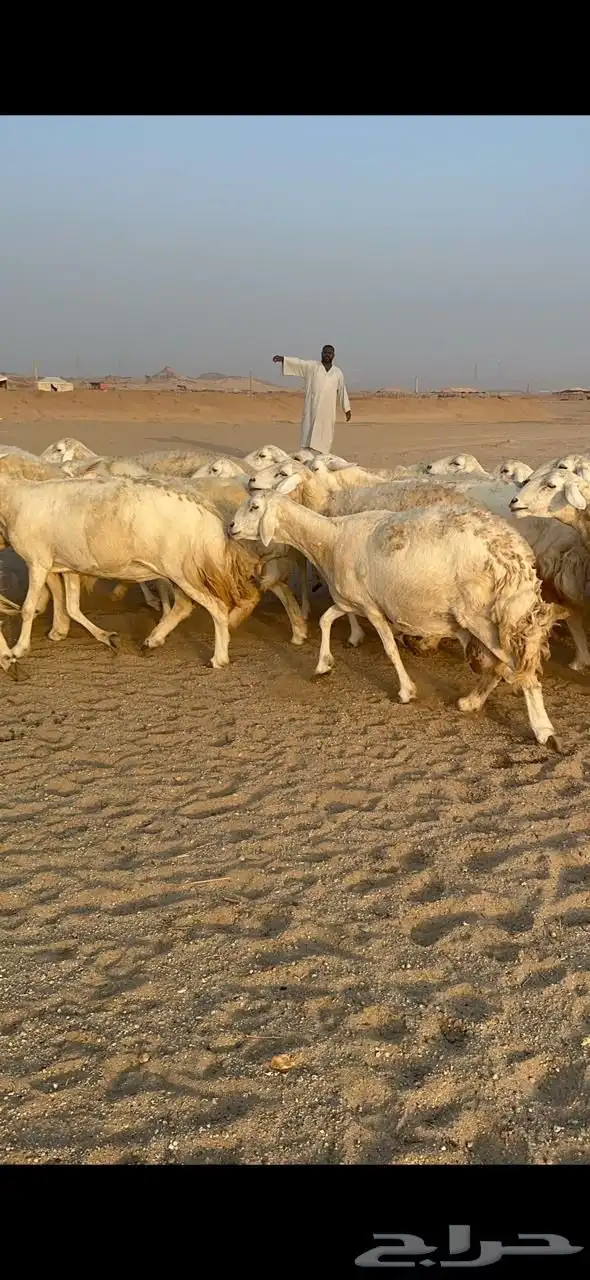 غنم صنف الصنف دفيع ومفاصيل 9