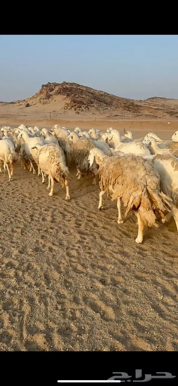 غنم صنف الصنف دفيع ومفاصيل 3