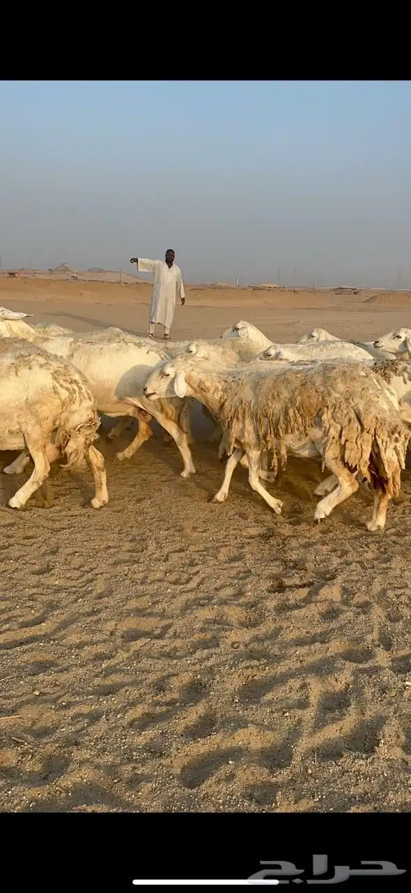 غنم صنف الصنف دفيع ومفاصيل 5