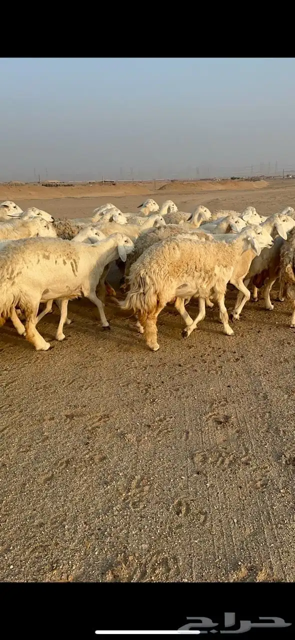 غنم صنف الصنف دفيع ومفاصيل 8