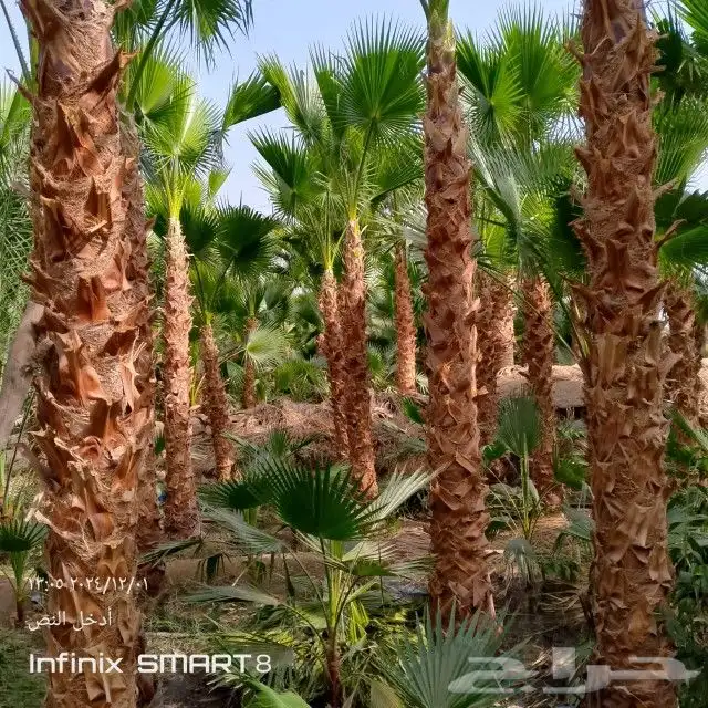 زراعه الحدائق 9