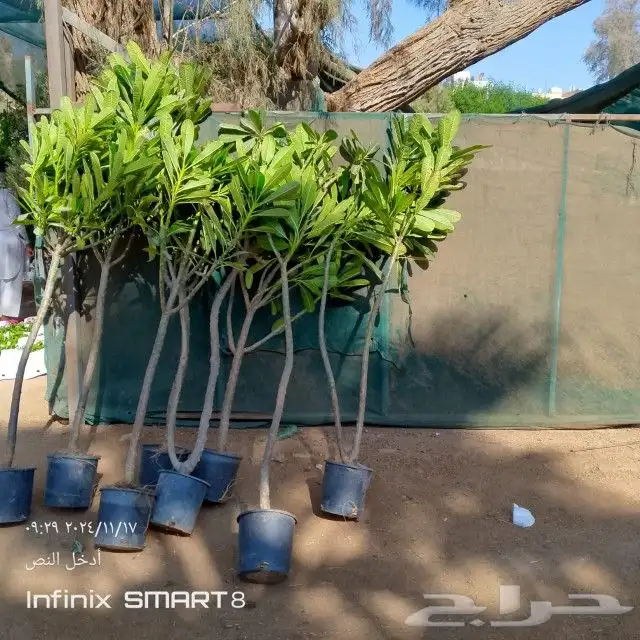 زراعه الحدائق 11