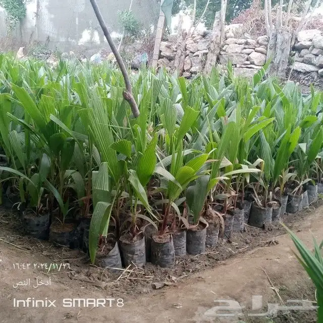 زراعه الحدائق 8