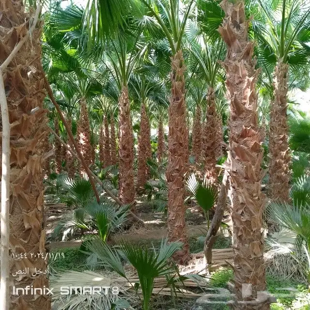 زراعه الحدائق 5