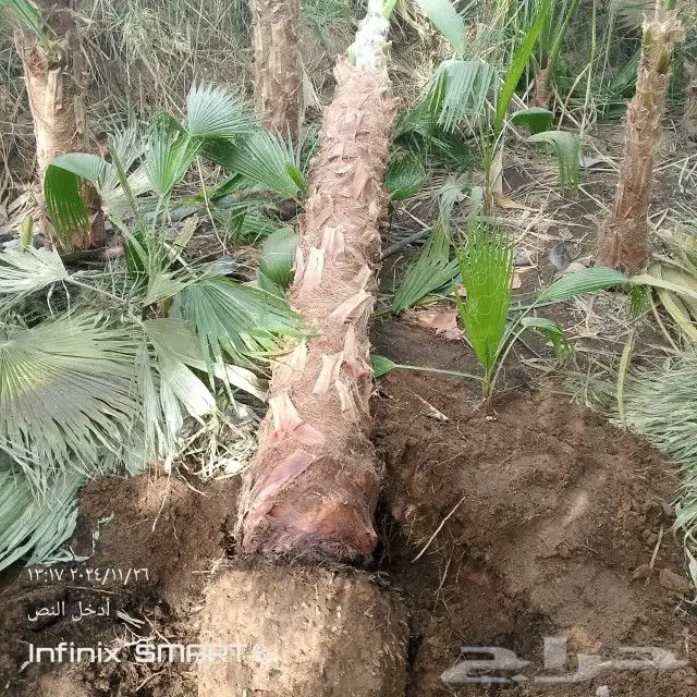 زراعه الحدائق 6