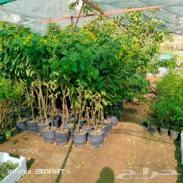 زراعه الحدائق 0