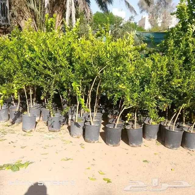 زراعه الحدائق 1