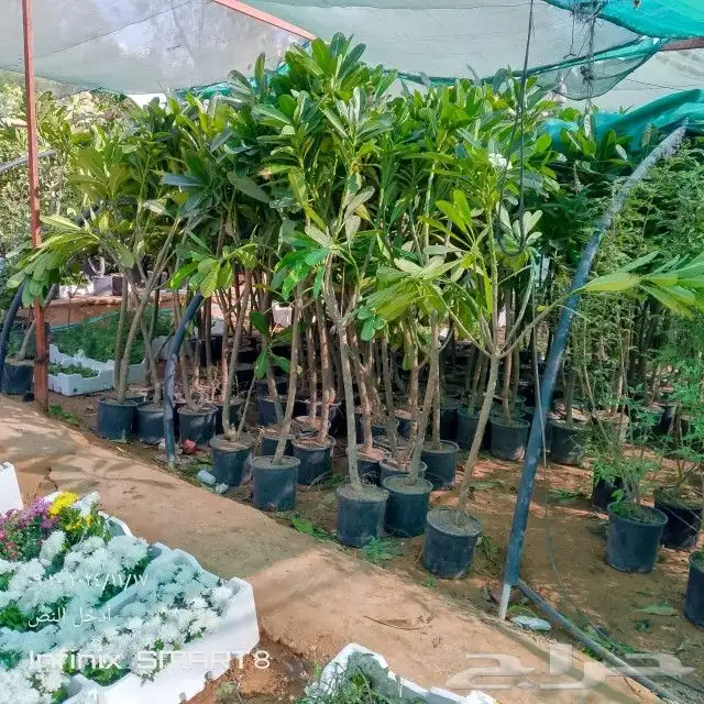 زراعه الحدائق 2