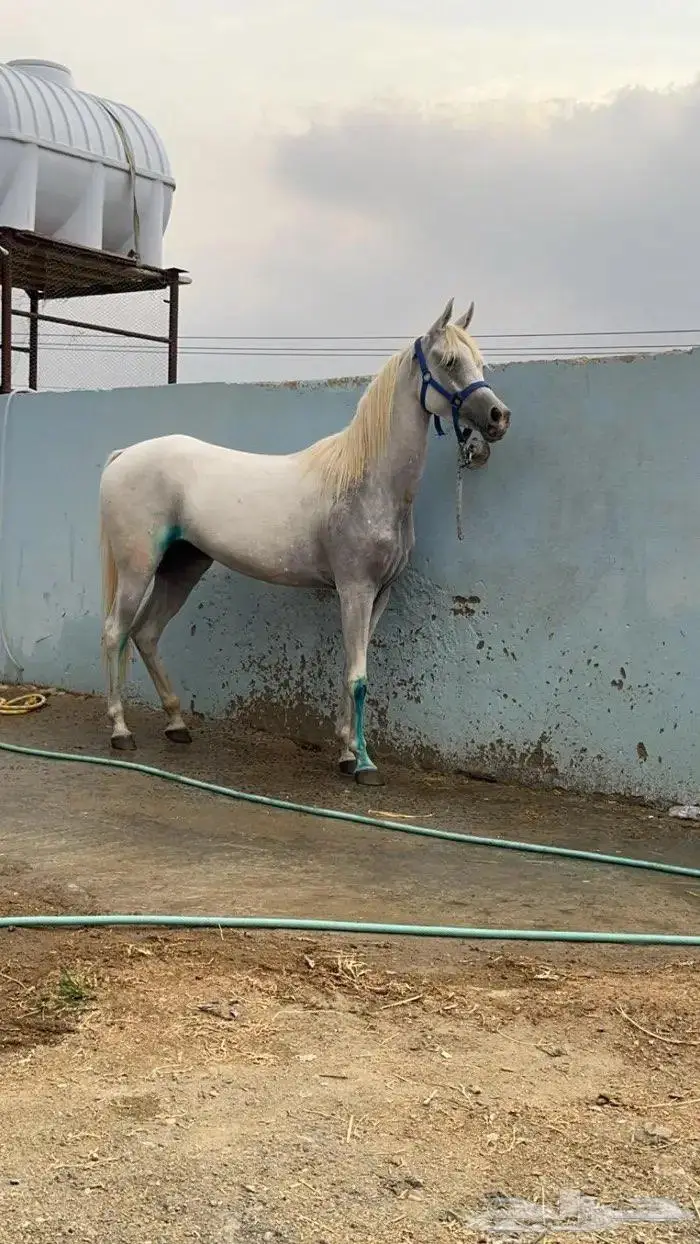 مهره شعبيه شيخه 2