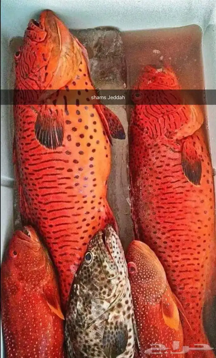 رحلات بحرية ( صيد   نزهة   سباحة ) جزيرة بياضة 4