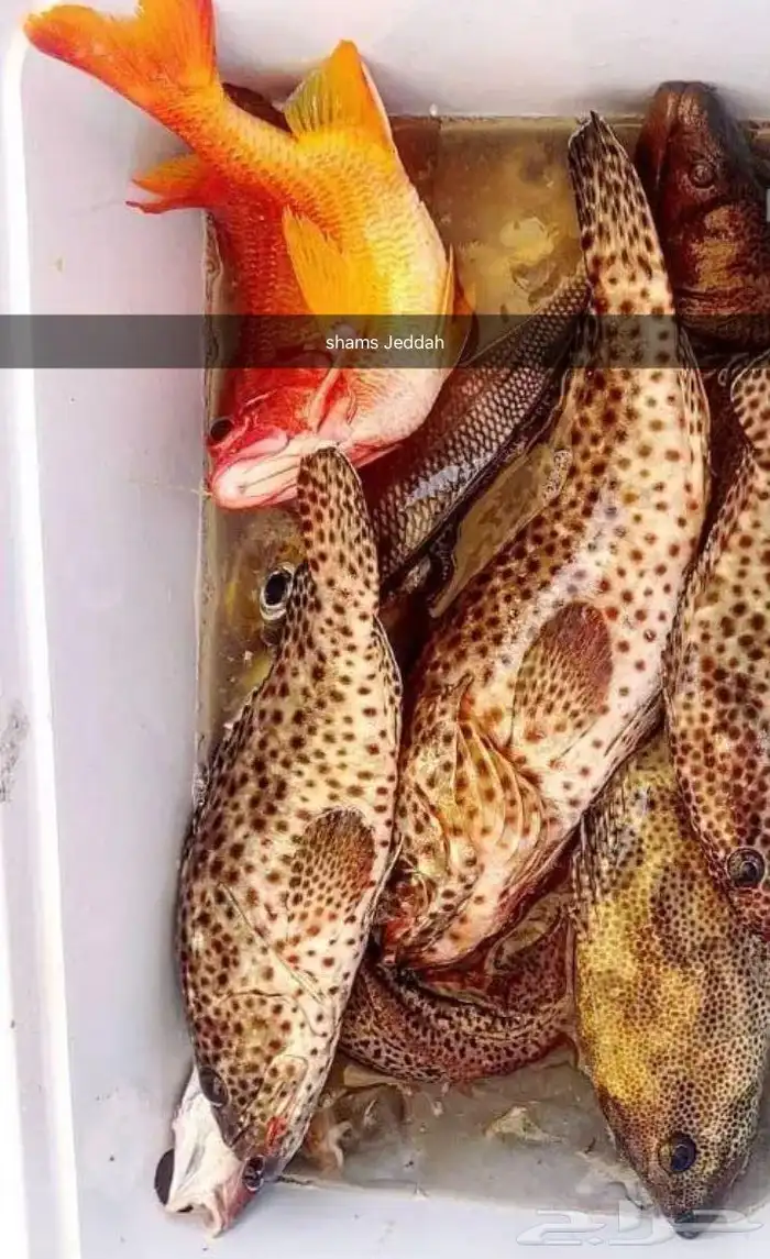 رحلات بحرية ( صيد   نزهة   سباحة ) جزيرة بياضة 3