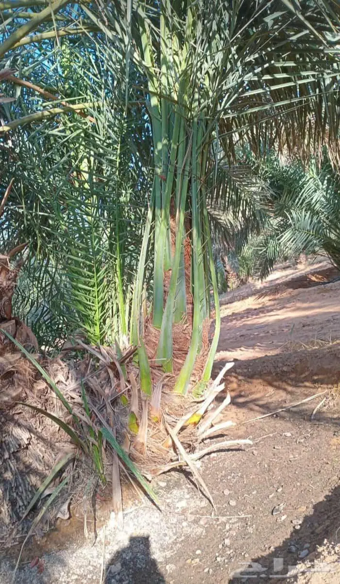 نخيل البيع القصيم المجمعه حوطة سدير القصب شقراء 0