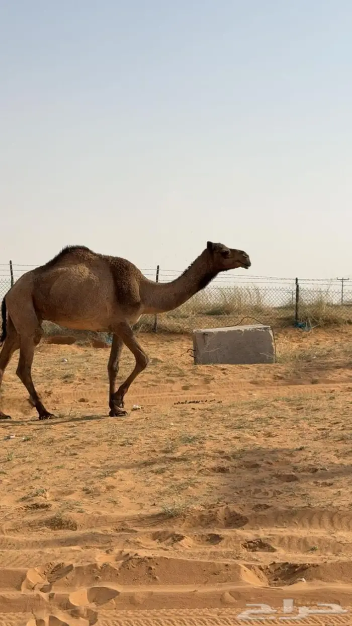 ناقه صفراء للبيع 0