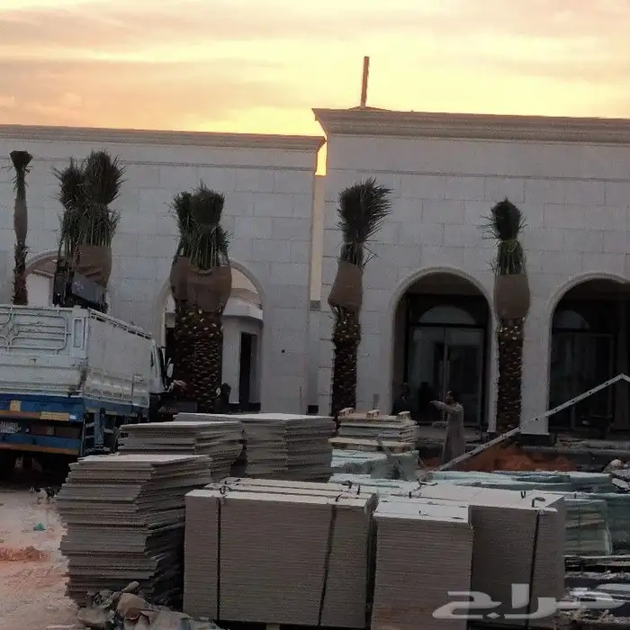 توريد وغرس النخل الواشنطني الزينه ولعربي 1