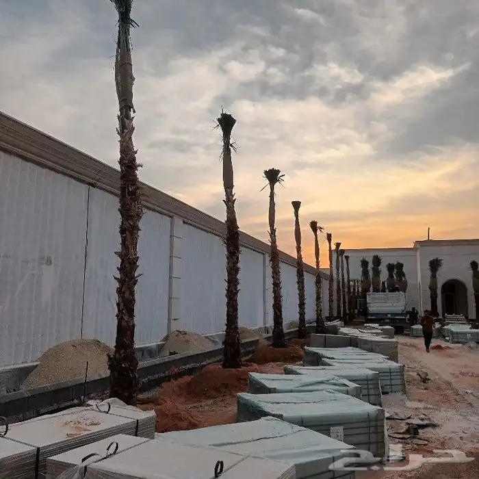 توريد وغرس النخل الواشنطني الزينه ولعربي 0