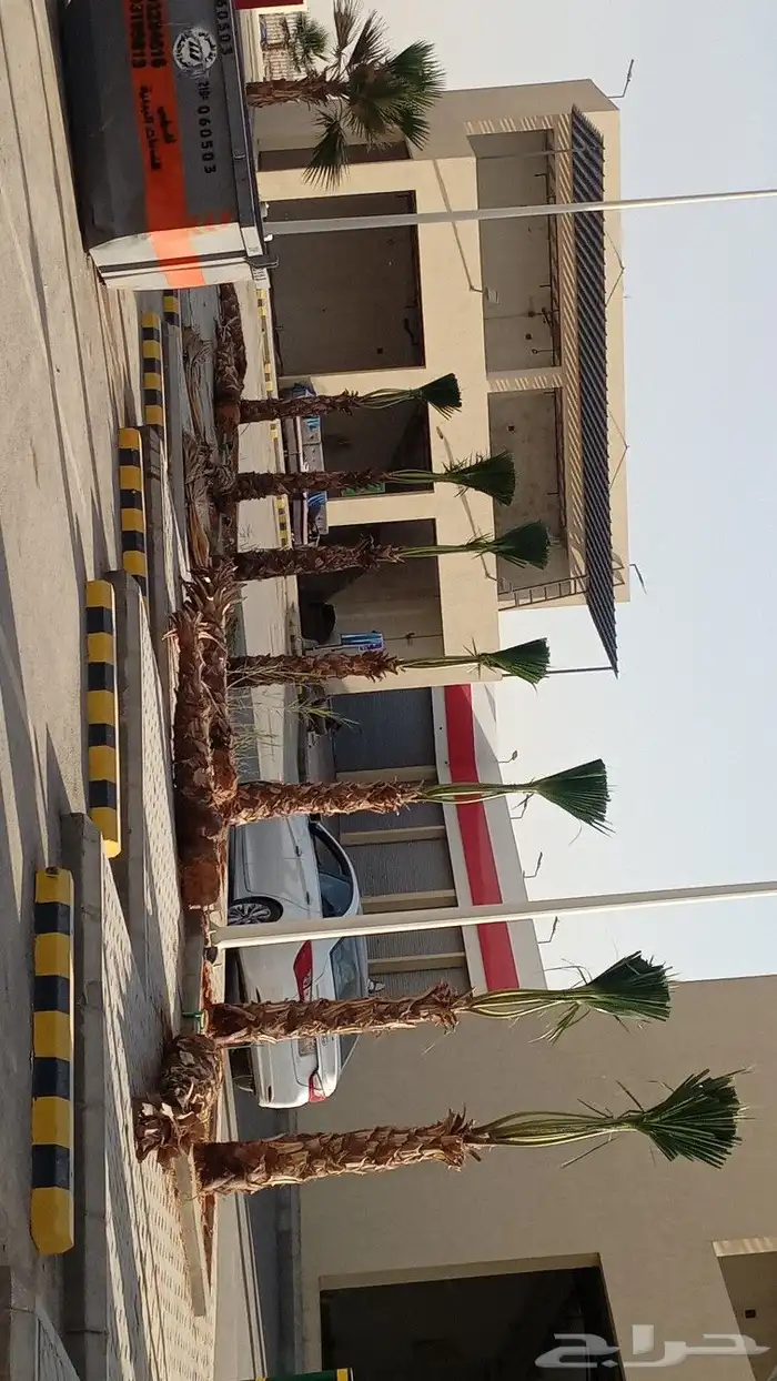 نخل وشنطونيا لزينت القصور والفلل والاستراحات والبيوت 1