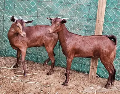 جفار محايلية توم تم البيع 1