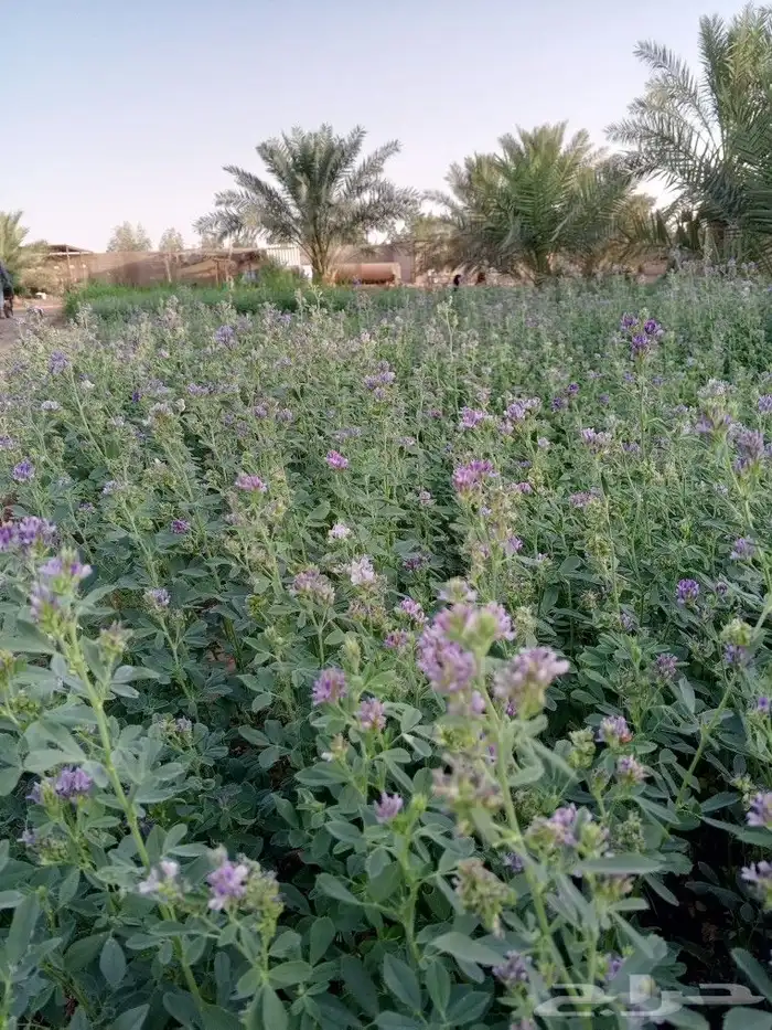 مزرعة واحات الريفية للايجار اليومي 20