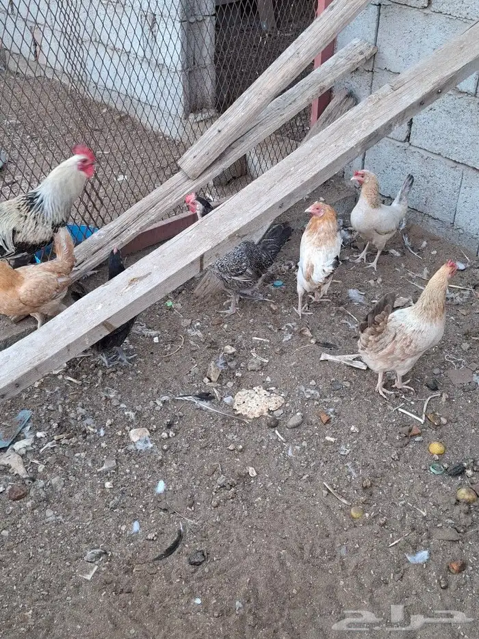 دجاج بلدي 2