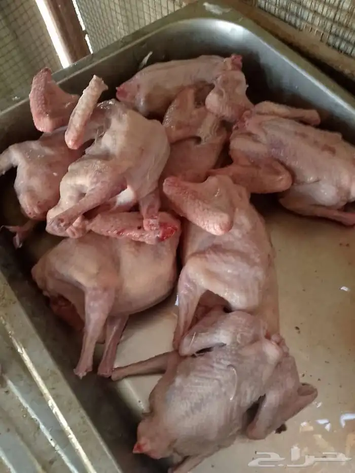 حمام زغاليل فرنسي شحم الذيبيه 3