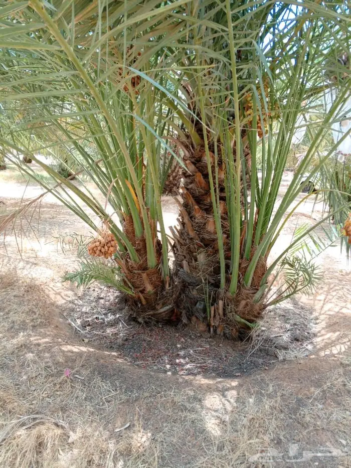 نخيل البيع القصيم المجمعه حوطة سدير القصب شقراء 1
