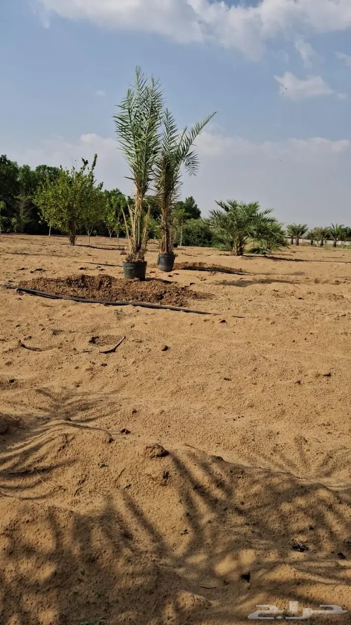 نخيل البيع القصيم المجمعه حوطة سدير القصب شقراء 5
