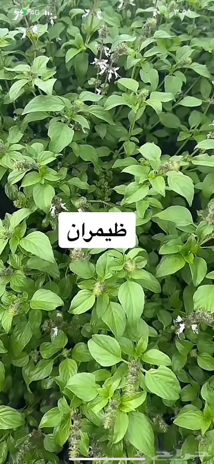 بذور ضيمران 0