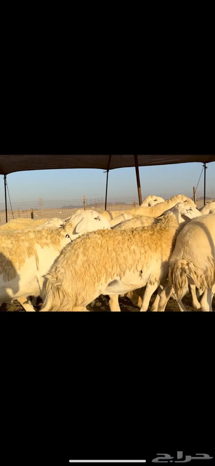 غنم حريات صنف نخبه (تم البيع) 0