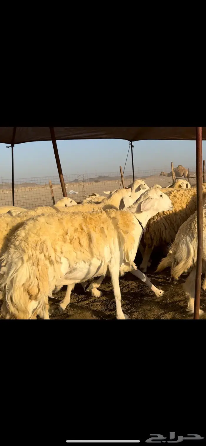 غنم حريات صنف نخبه (تم البيع) 3