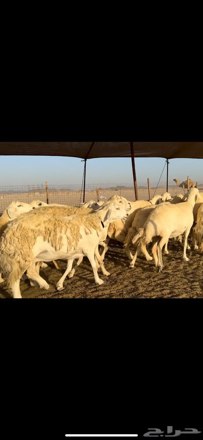 غنم حريات صنف نخبه (تم البيع) 4