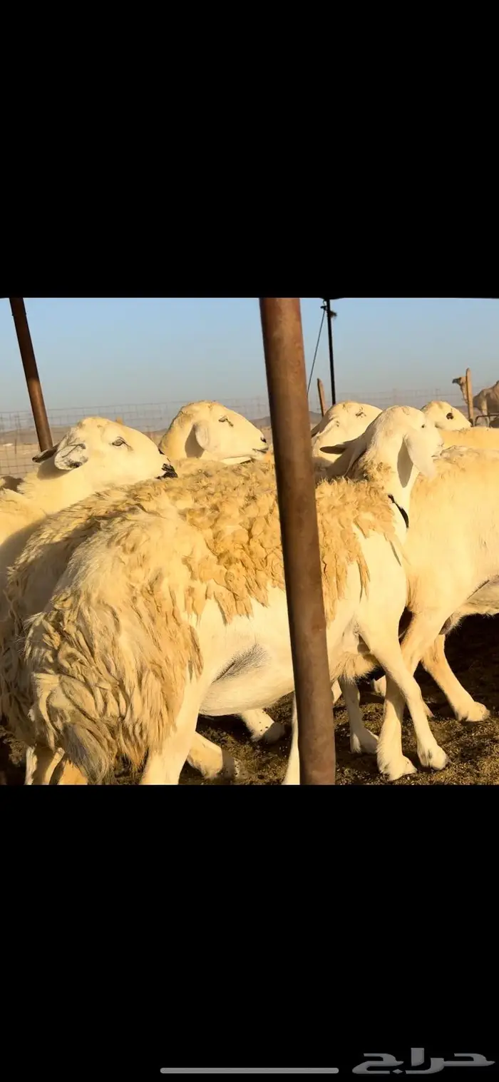 غنم حريات صنف نخبه (تم البيع) 1