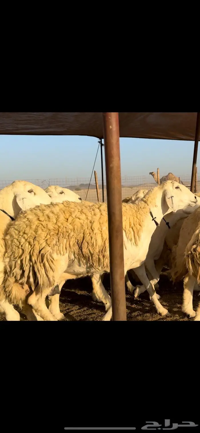 غنم حريات صنف نخبه (تم البيع) 2