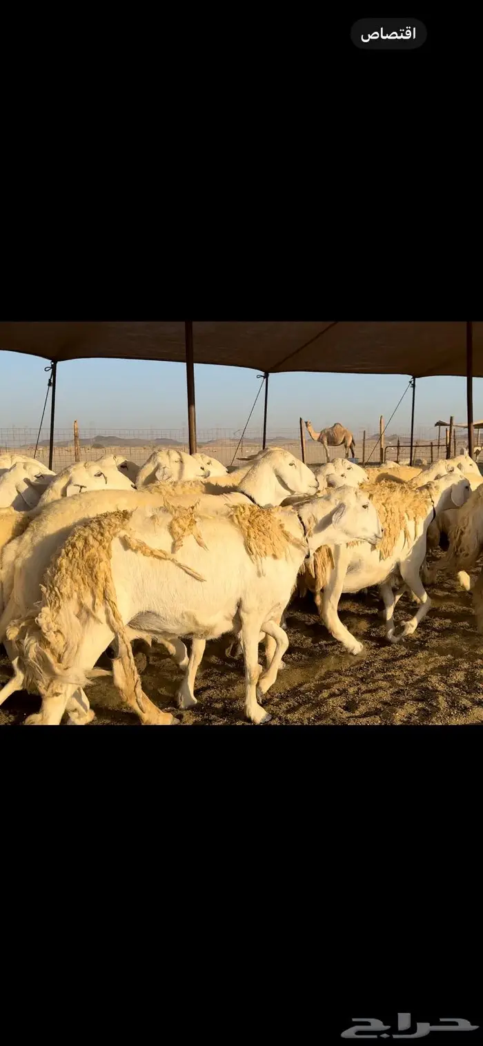 غنم حريات صنف نخبه (تم البيع) 6