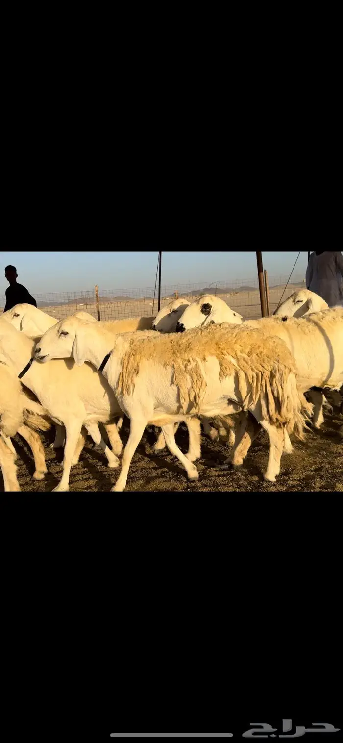 غنم حريات صنف نخبه (تم البيع) 7