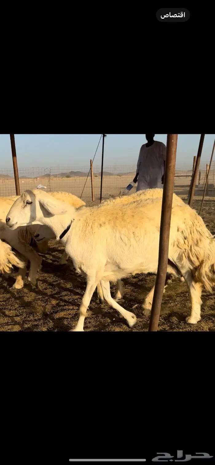 غنم حريات صنف نخبه (تم البيع) 12