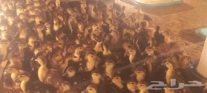 القصيم ابلك 1