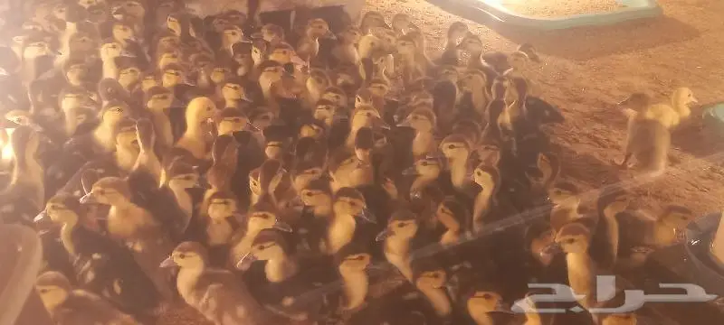 القصيم ابلك 2