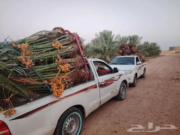نخيل البيع القصيم المجمعه حوطة سدير القصب شقراء 7