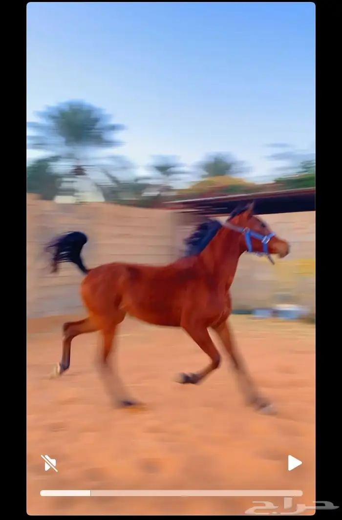 مهره شعبيه تنافس الواهو جمالا ( تم البيع ) 4