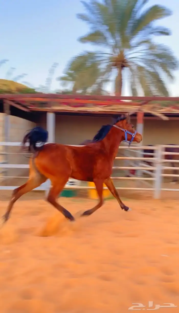 مهره شعبيه تنافس الواهو جمالا ( تم البيع ) 3