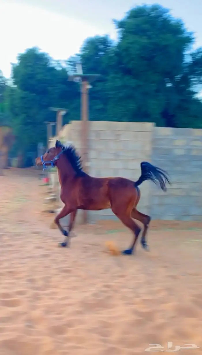 مهره شعبيه تنافس الواهو جمالا ( تم البيع ) 0