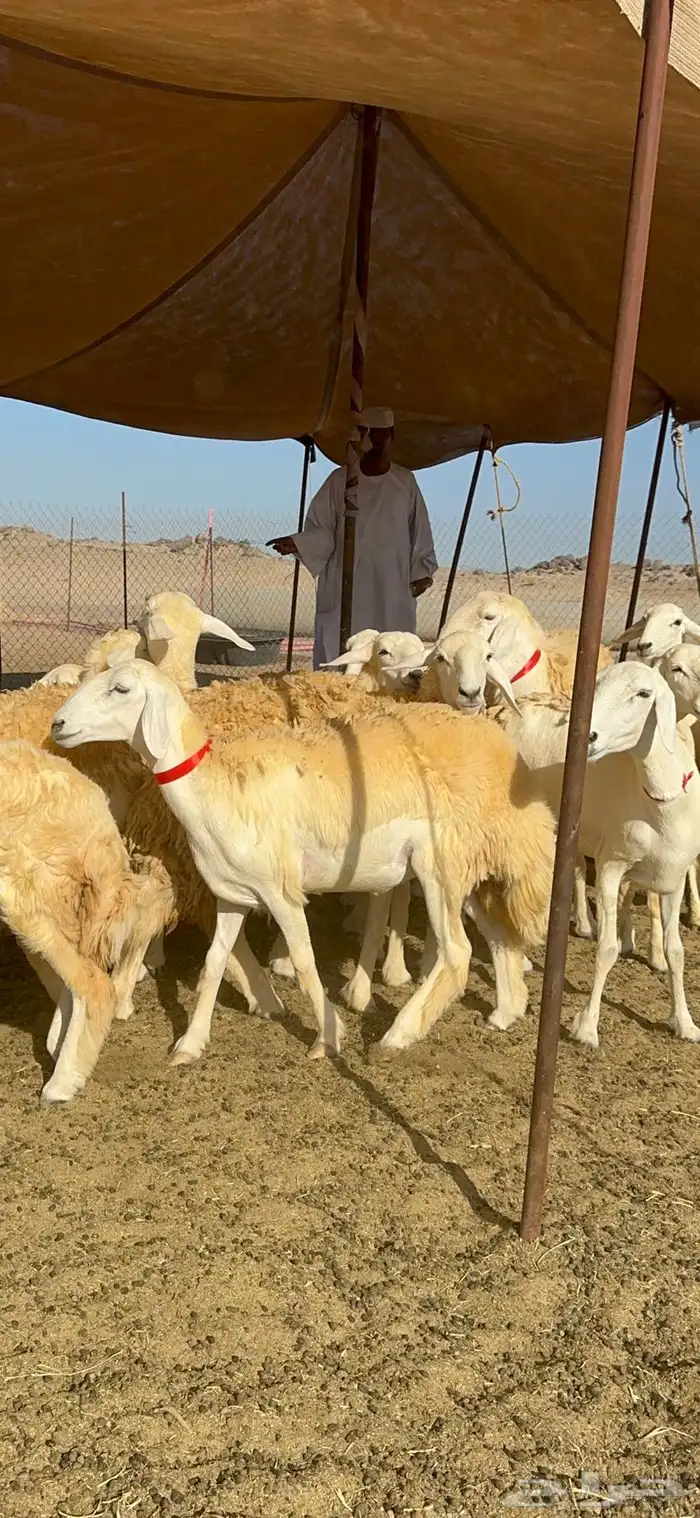 غنم حريات رخال حرش طايفيه 41 بلفحل 16