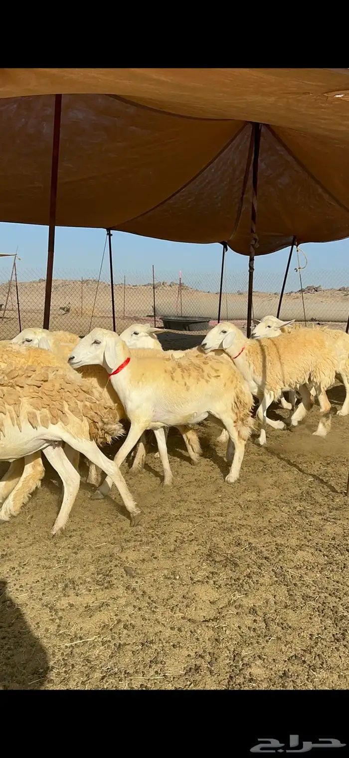 غنم حريات رخال حرش طايفيه 41 بلفحل 14