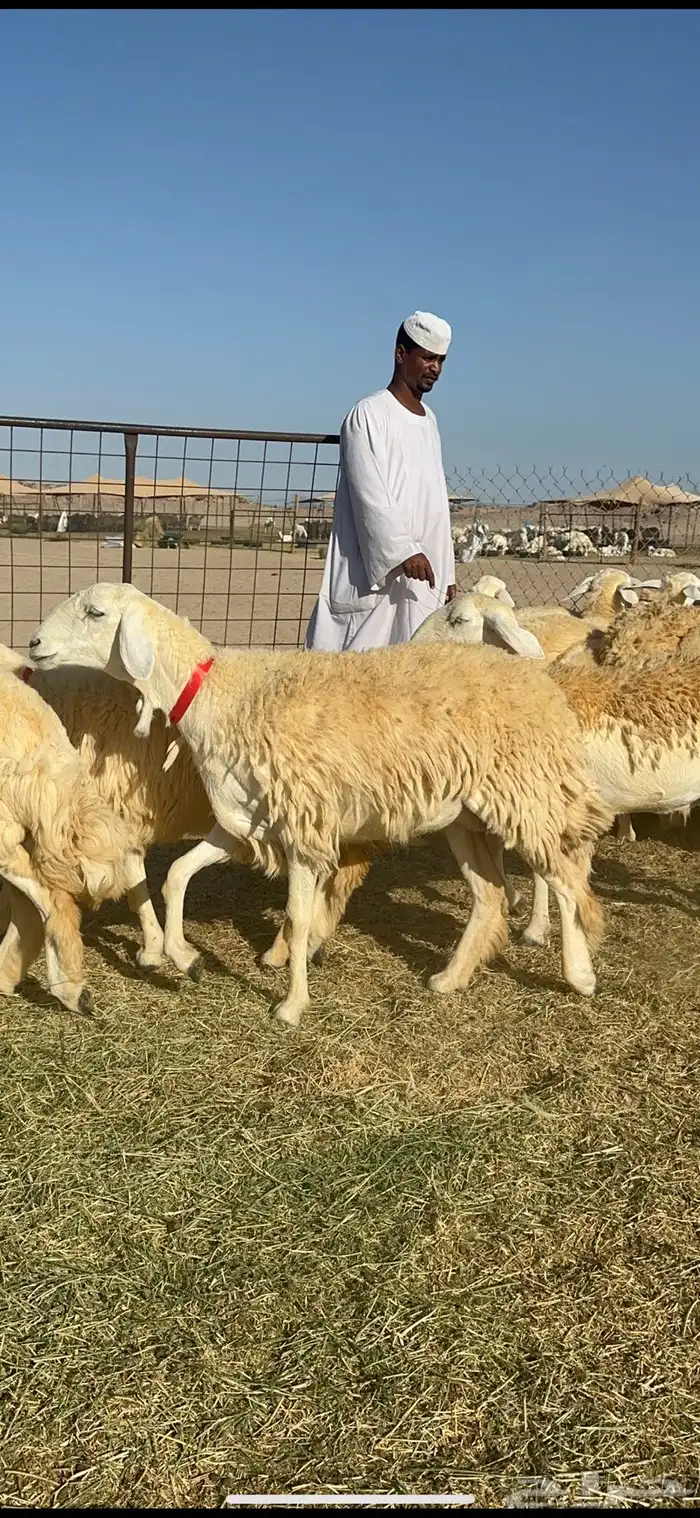 غنم حريات رخال حرش طايفيه 41 بلفحل 7