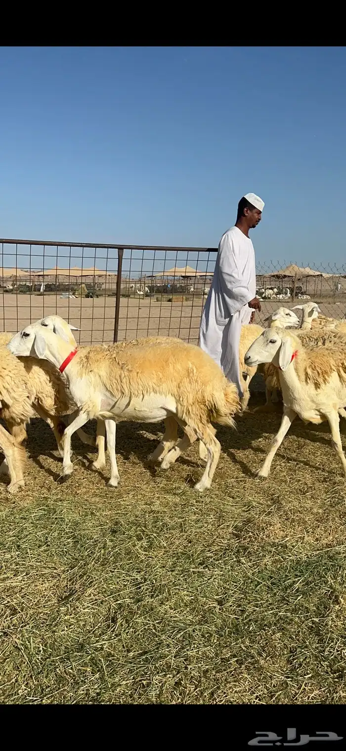 غنم حريات رخال حرش طايفيه 41 بلفحل 10